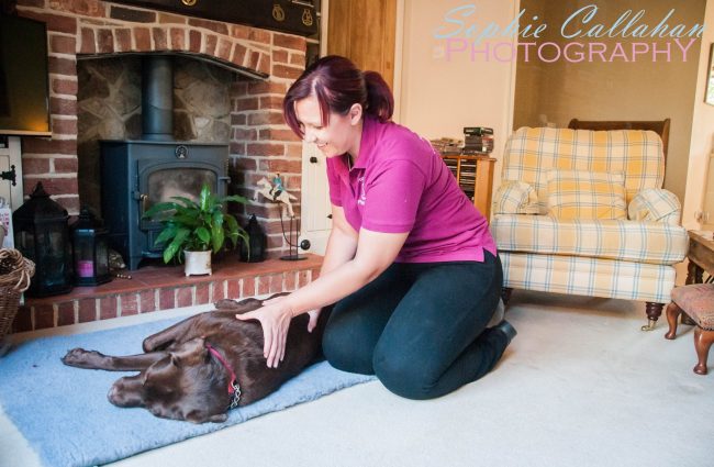 canine physio